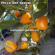 Мини бел оранж (Mini Bell Orange)
