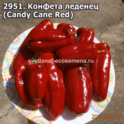Конфета леденец  (Candy Cane Red)