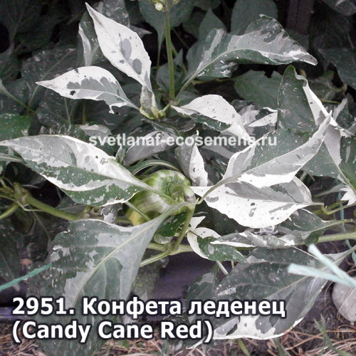 Конфета леденец  (Candy Cane Red)