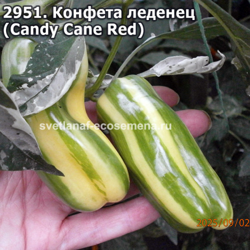 Конфета леденец  (Candy Cane Red)