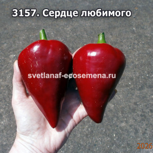 Сердце любимого сладкий перец