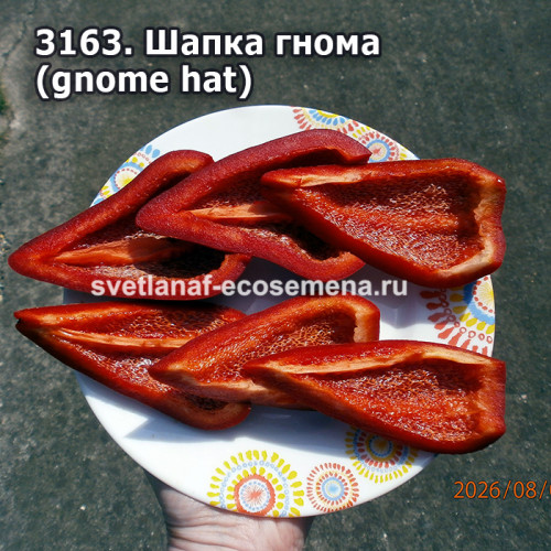 сладкий перец Шапка гнома (gnome hat)