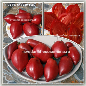 NN3529 Zuzu (от Зузи)