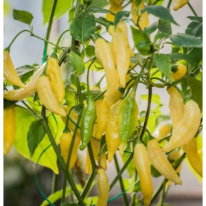 Lemon Drop pepper (Острый перец Лимон Дроп)