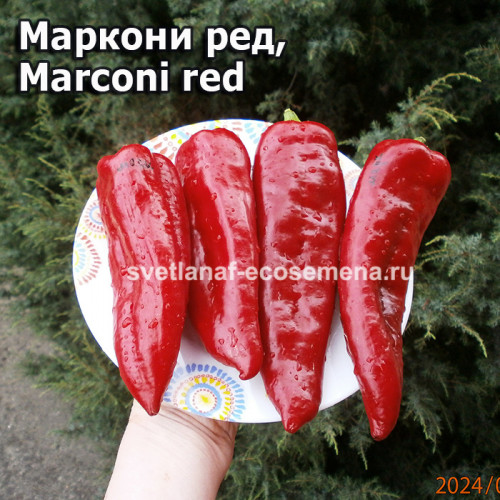 Маркони ред, Marconi red