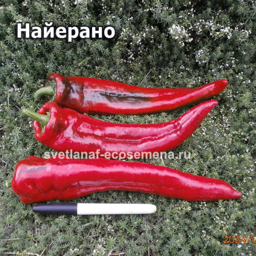 Najerano Pepper (Найерано)