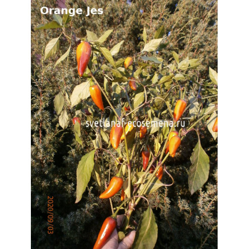 Orange Jes перец острый