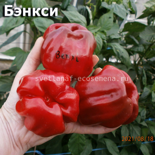 Benxi (Бэнкси)