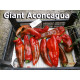 Giant Aconcagua Sweet Pepper Гигантский Аконкагуа