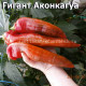 Giant Aconcagua Sweet Pepper Гигантский Аконкагуа