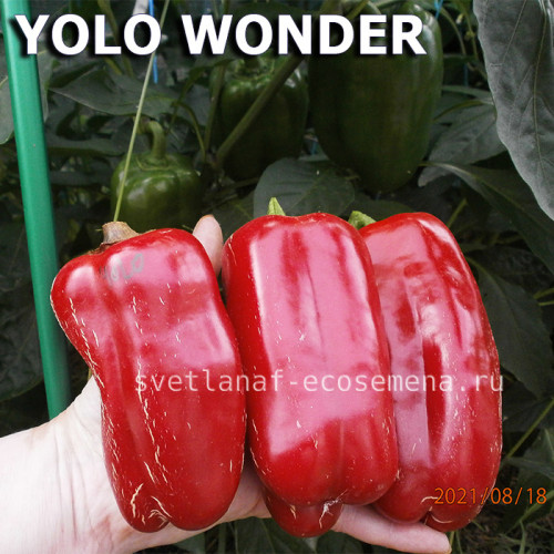Yolo Wonder  Уоло Вондер