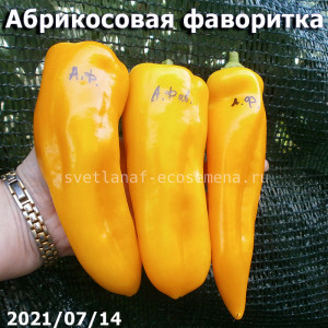 Абрикосовая фаворитка