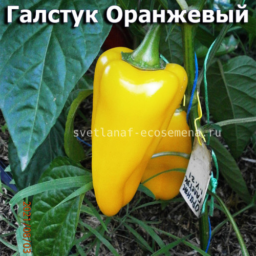 Перец сладкий Галстук Оранжевый