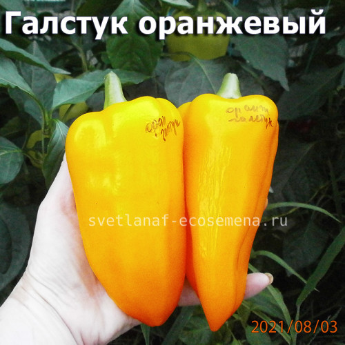 Перец сладкий Галстук Оранжевый