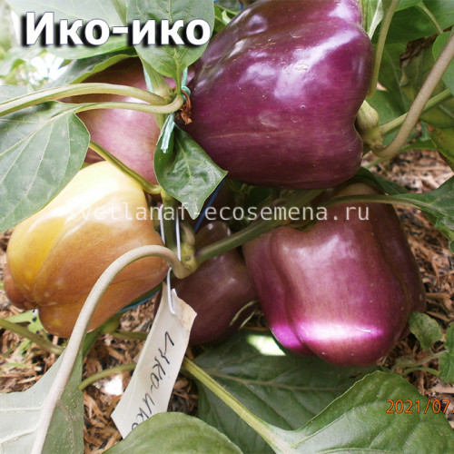 перец сладкий Iko-Iko Ико-Ико