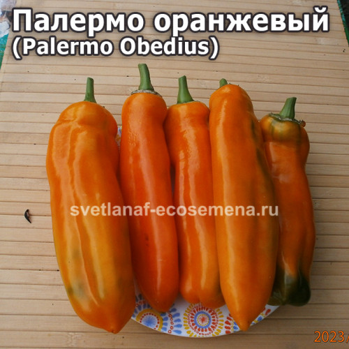 Палермо оранжевый (Palermo Obedius)