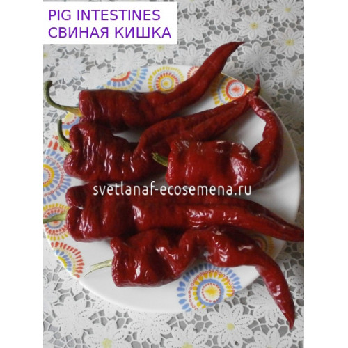 PIG INTESTINES hot peppers