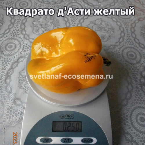 Квадрато де Асти желтый (Quadrato Dasti Giallo)