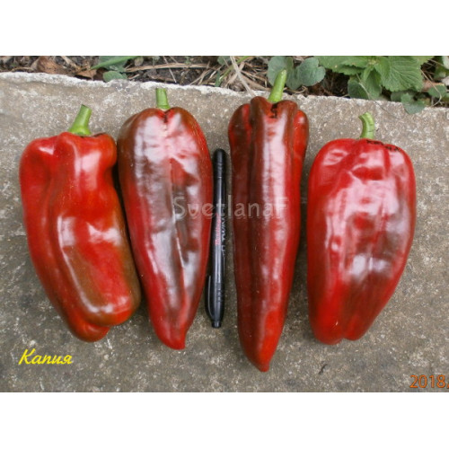 Kapia red (Капия красная)