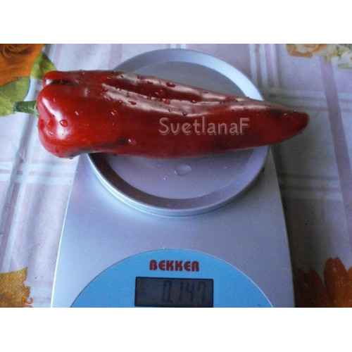 Kapia red (Капия красная)