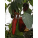 Kapia red (Капия красная)