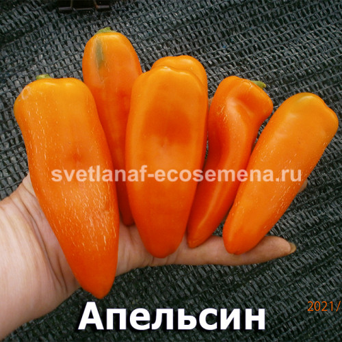 Апельсин