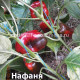 Нафаня 