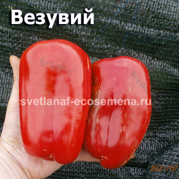Везувий 