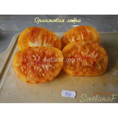 Оранжевая зебра (Oranzhevaya zebra)