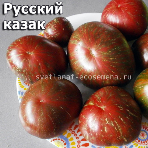 Русский казак (Russian Cossack)