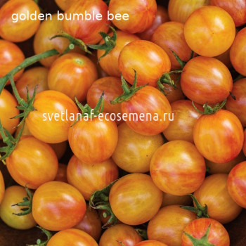 golden bumble-bee Золотой Шмель