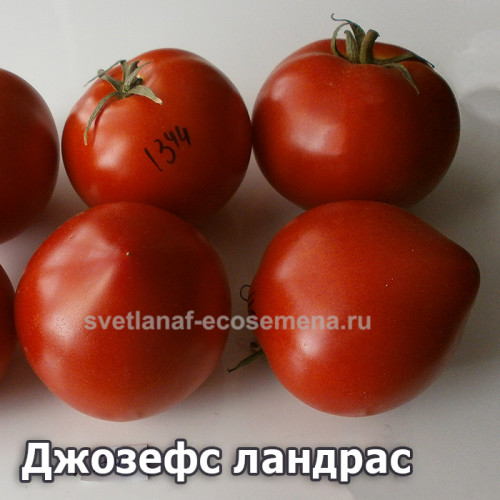 Josephs  landrace (Джозефс ландрас)