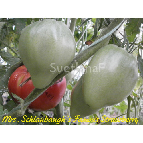 Знаменитая клубника Миссис Шлаубах (Mrs. Schlaubaugh’s Famous Strawberry)