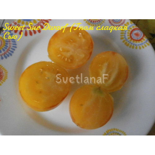 Sweet Sue Dwarf (Гном сладкая Сью)