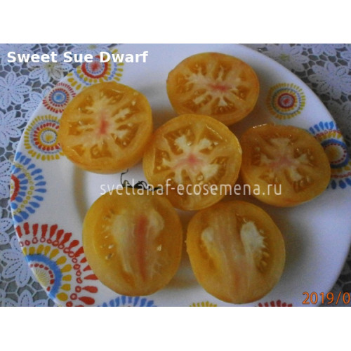 Sweet Sue Dwarf (Гном сладкая Сью)