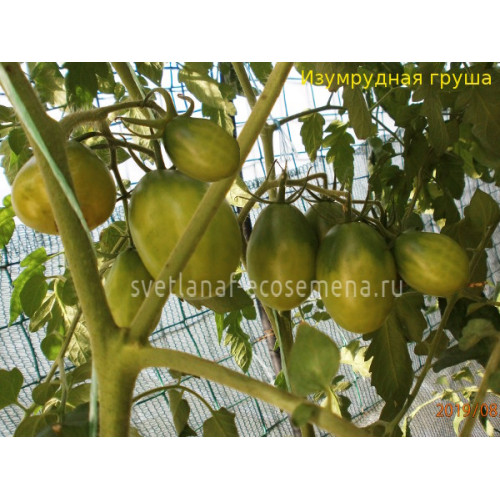 Изумрудная груша