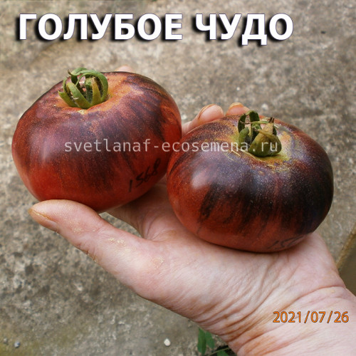 Голубое чудо  Blue wonder