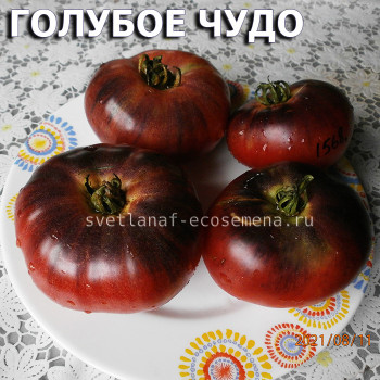 Голубое чудо  Blue wonder