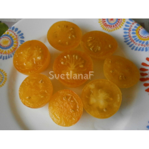 Golden roma dwarf (Золотой рома гном)