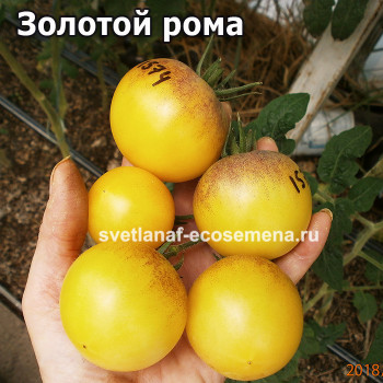 Golden roma dwarf (Золотой рома гном)