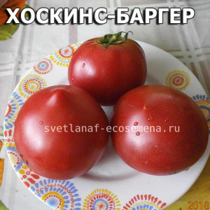 dwarf  Хоскинс-Баргер