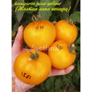 Kangaroo paw yellow (Желтая лапа кенгуру)