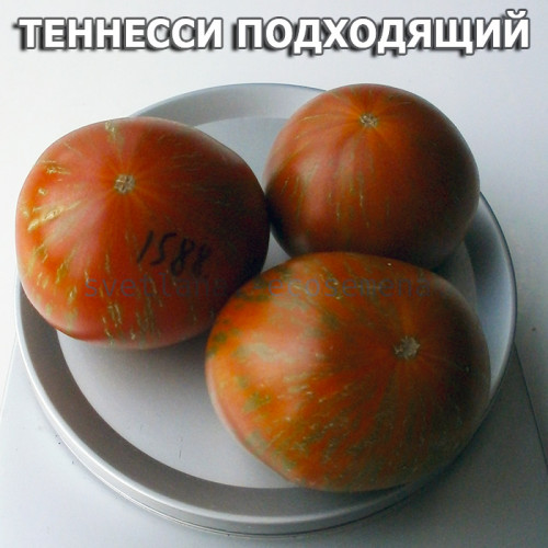 Tennessee suited dwarf (Теннесси подходящий)
