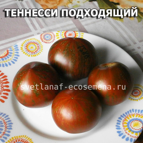 Tennessee suited dwarf (Теннесси подходящий)