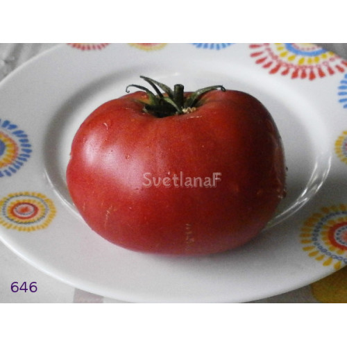томат 646