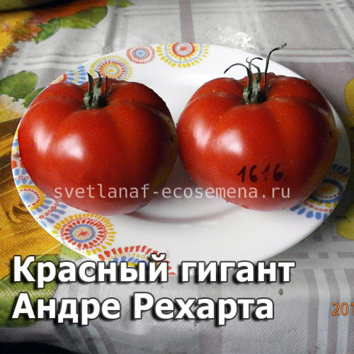 Andrew Rahart Jumbo Red (Красный гигант Андре Рехарта)