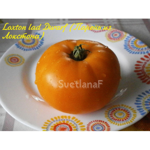 Loxton lad Dwarf (Парень из Локстона)