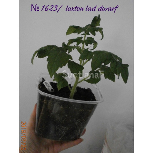 Loxton lad Dwarf (Парень из Локстона)