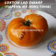 Loxton lad Dwarf (Парень из Локстона)