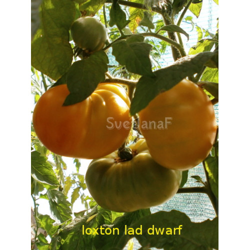 Loxton lad Dwarf (Парень из Локстона)